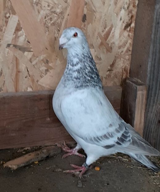  - Porumbei standard 2021