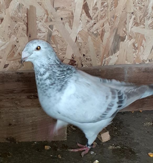  - Porumbei standard 2021