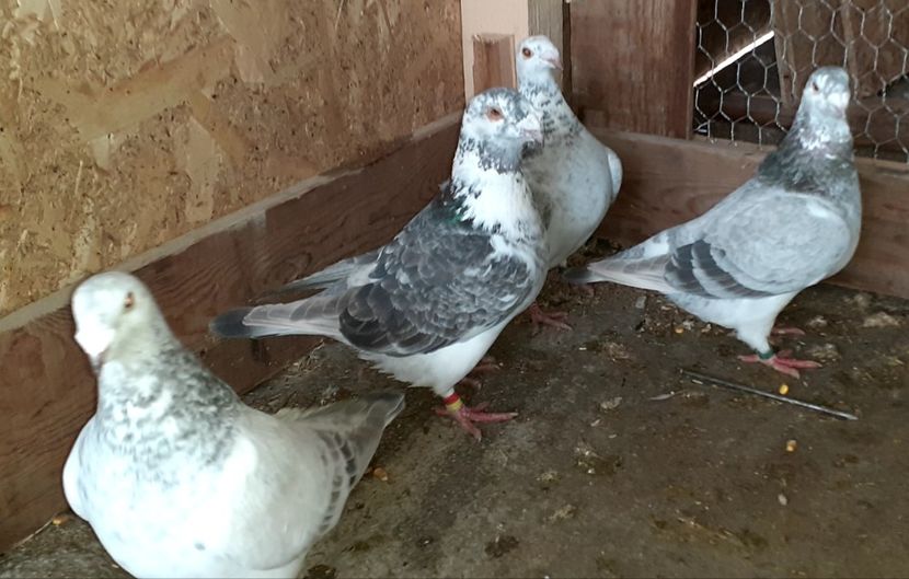  - Porumbei standard 2021