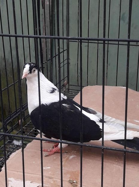 received_485242525774998 - porumbei care mi-au apartinut