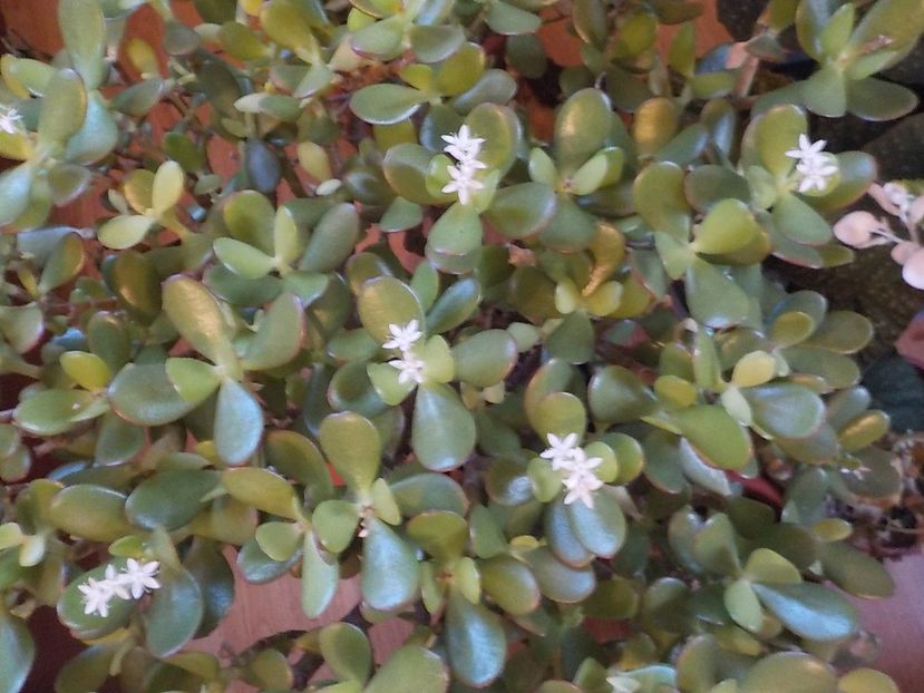 a facut - crassula ovata