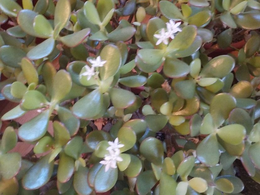 cateva floricele - crassula ovata