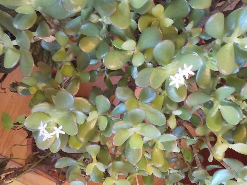  - crassula ovata