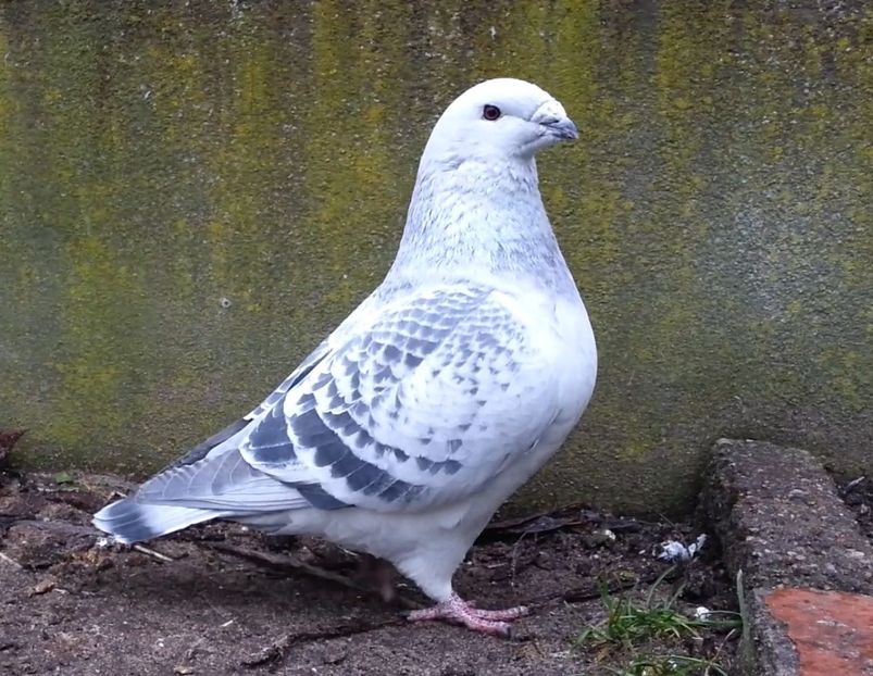 PL20-JRS 29 (M.) - g- MLODE-2020 - Youth