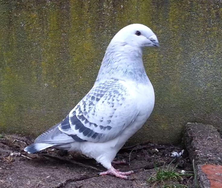 PL20-JRS 29 (M.) Archiwum - g- MLODE-2020 - Youth