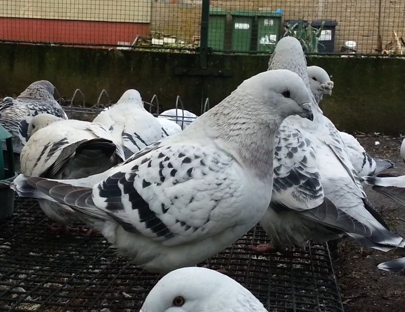 PL20-JRS 42 (F.) Archiwum - g- MLODE-2020 - Youth