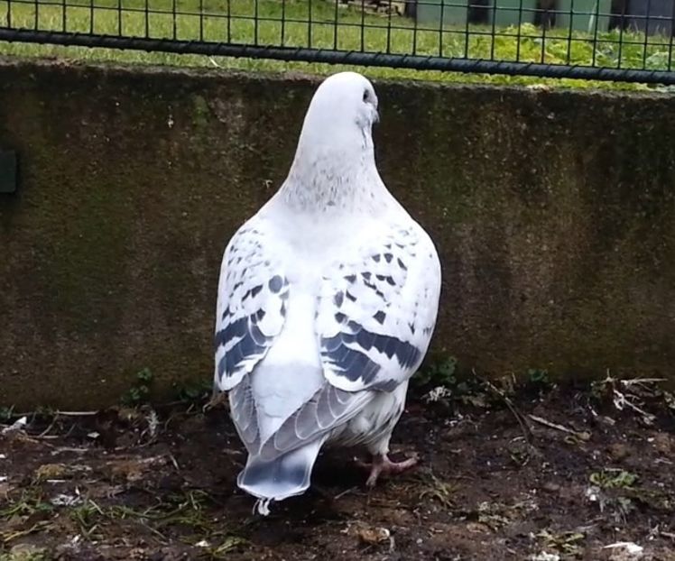 PL20-JRS 42 (F.) - g- MLODE-2020 - Youth