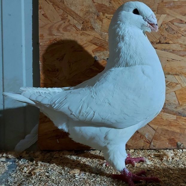  - 3---AGH DAȚI 2019 - 2025