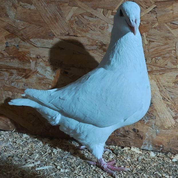  - 3---AGH DAȚI 2019 - 2025