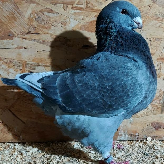  - 3---AGH DAȚI 2019 - 2025