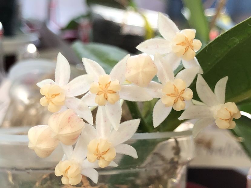 499w430FS+WyMIQxzixYTA - Medinillifolia