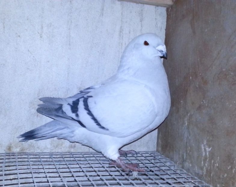 PL20-JRS 50 (M.) - g- MLODE-2020 - Youth