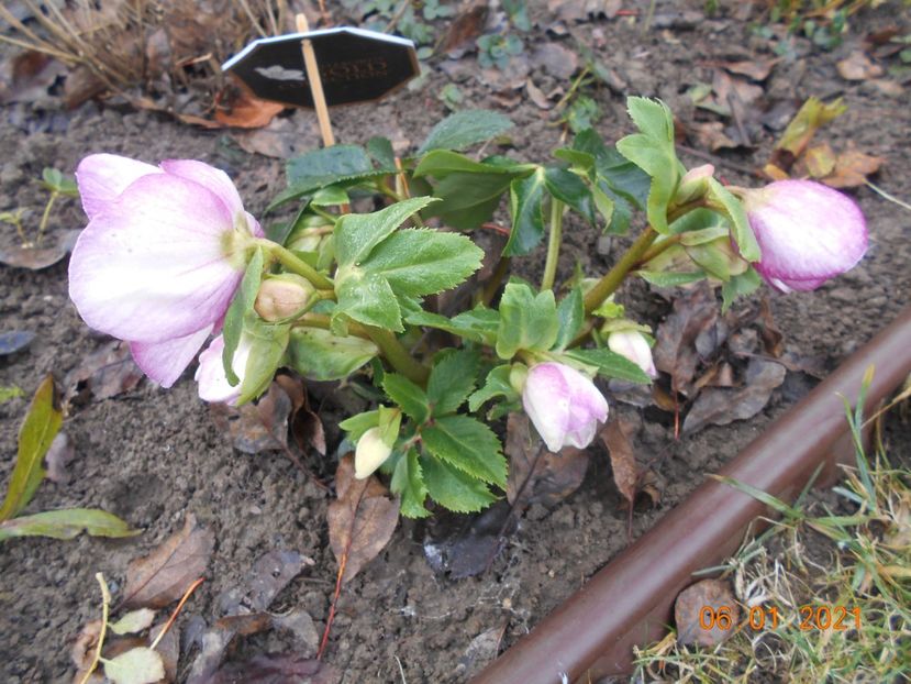 Heleborus Liara - 1Iarna 2020-2021