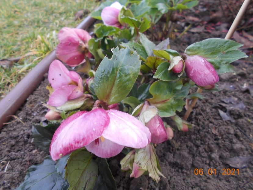 Heleborus Madame Lemonier - 1Iarna 2020-2021