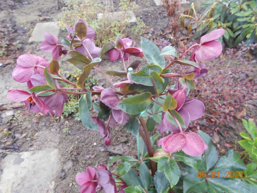 Heleborus Ice n roses red - 1Iarna 2020-2021