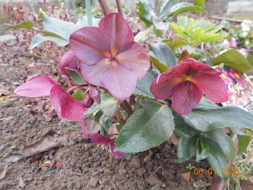 Heleborus Ice n roses red - 1Iarna 2020-2021