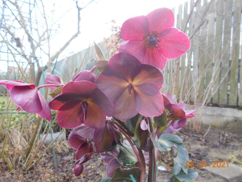 Heleborus Ice n roses red - 1Iarna 2020-2021