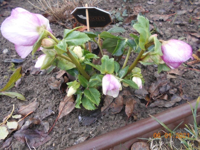 Heleborus Liara - 1Iarna 2020-2021