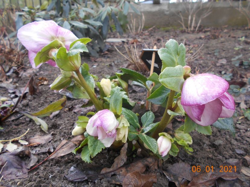 Heleborus Liara - 1Iarna 2020-2021