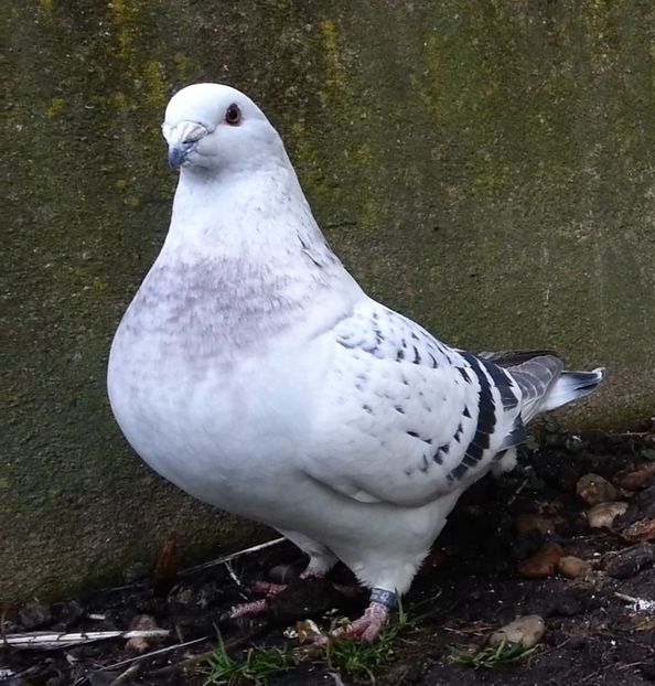 PL20-JRS 42 (F.) - g- MLODE-2020 - Youth