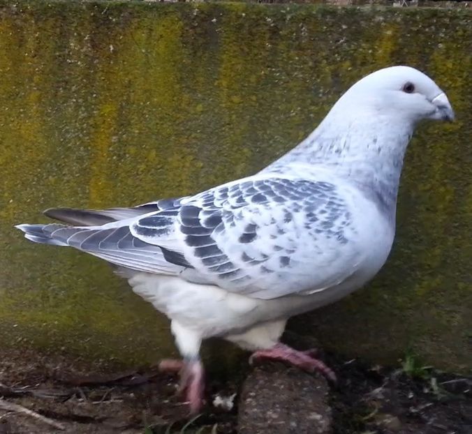 PL20-JRS 41 (M.) Archiwum - g- MLODE-2020 - Youth