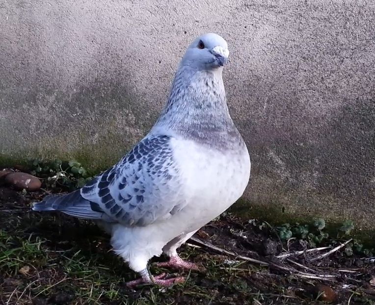 PL20-JRS 41 (M.) - g- MLODE-2020 - Youth