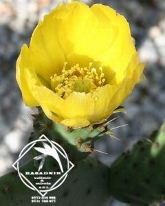 Opuntia ficus-indica5 - CACTUS opuntia HUMIFUSA