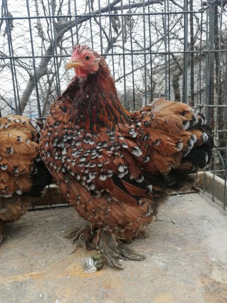 Cochin portelan - 2021 Cochin portelan