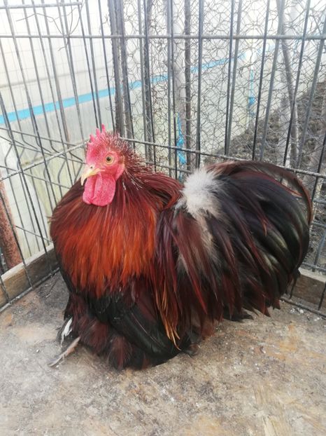 Cochin grau auriu - 2021 Cochin Grau Auriu