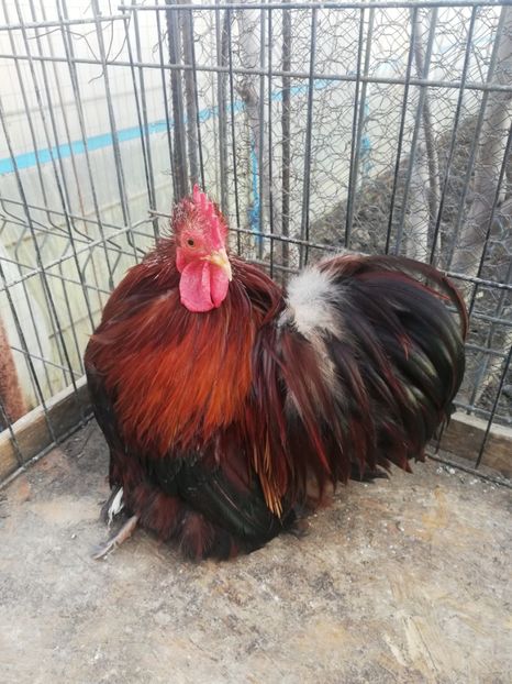 Cochin grau auriu - 2021 Cochin Grau Auriu