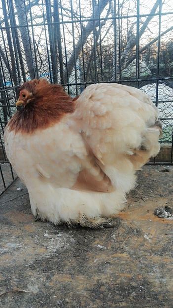 Cochin grau auriu - 2021 Cochin Grau Auriu