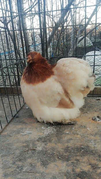 Cochin grau auriu - 2021 Cochin Grau Auriu