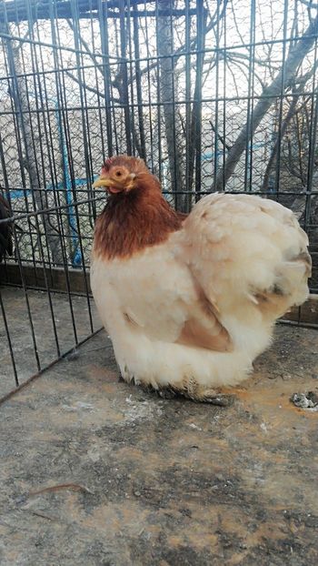 Cochin grau auriu - 2021 Cochin Grau Auriu