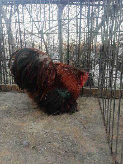 Cochin grau auriu - 2021 Cochin Grau Auriu