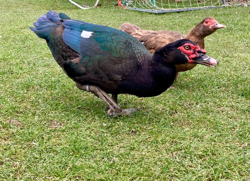  - b - Rate lesesti 2021