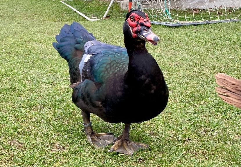  - b - Rate lesesti 2021