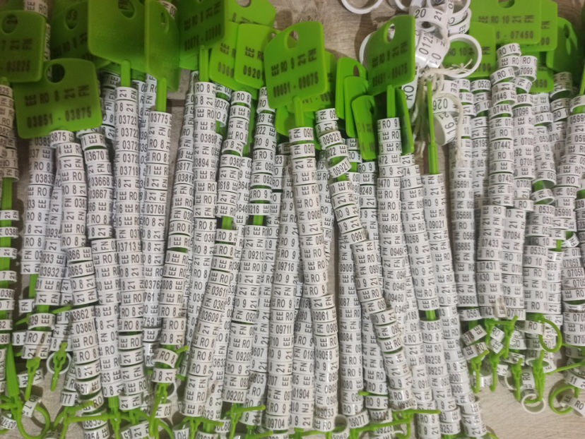 inele EE 2021 - 2 lei bucata - 3 - INELE PORUMBEI de vanzare