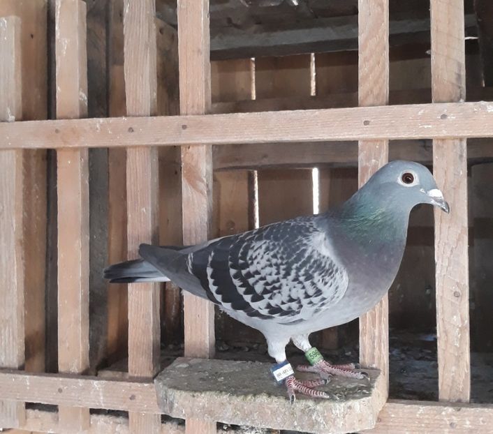 Loc 4 As National Tineret Jud.2019 - Cuplul 1