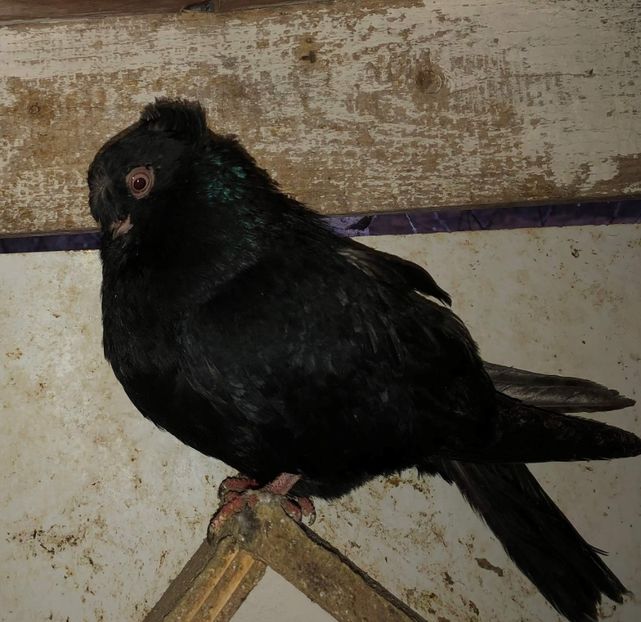 23092  femelă  2020 - Plecați ALBUM 3