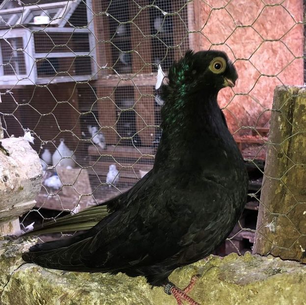 23075  femelă  2020 - Plecați ALBUM 3