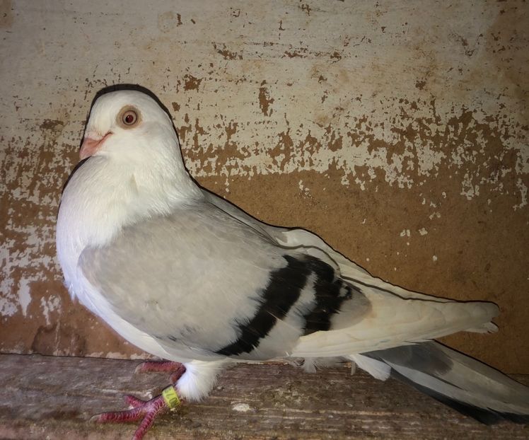 8831  femelă  2017 - B - perechi 2022