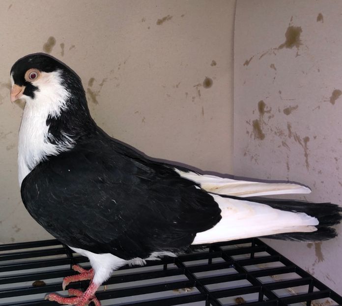 mascul  2020 - Plecați ALBUM 3