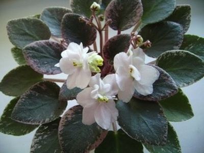 Ness Angel Blush poza net - ZZNess Angel Blush