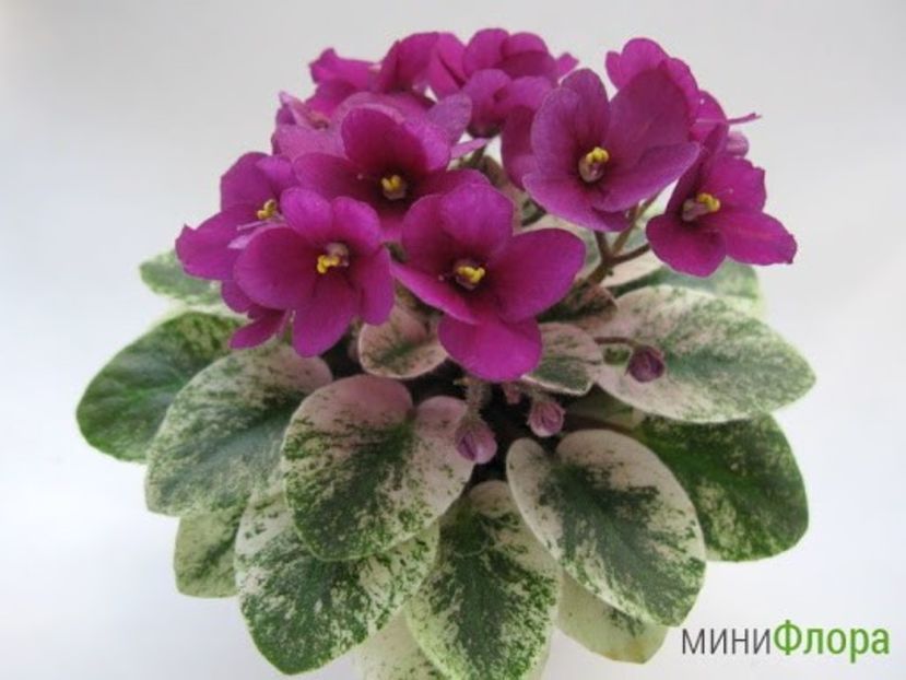 Jolly Dreamland poza net - Jolly Dreamland