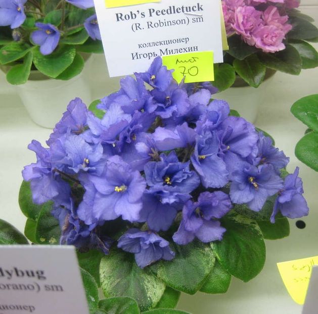 Rob s Peedletuk poza net - ZZZRob s Peedletuk