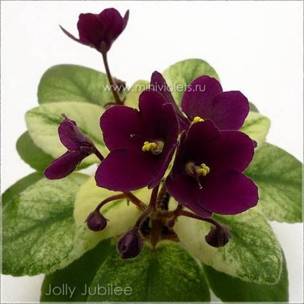 Jolly Jubilee poza net - Jolly Jubilee