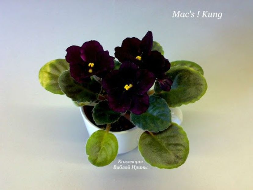 Mac s Kung poza net - Mac s Kung