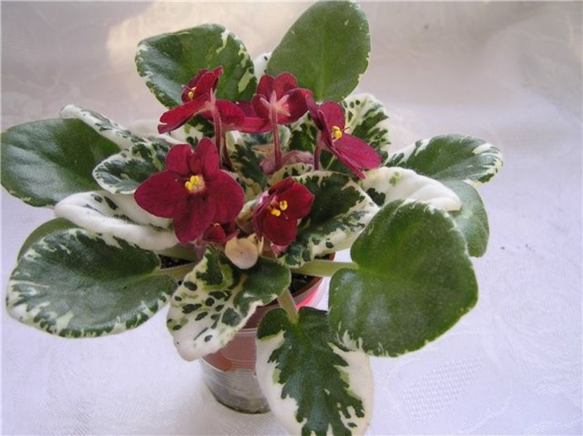 Mac s Dracula s Daughter poza net - ZZMac s Dracula s Daughter