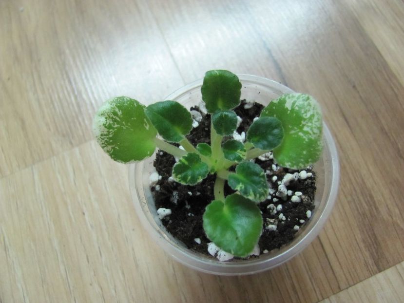  - ZZMac s Dracula s Daughter