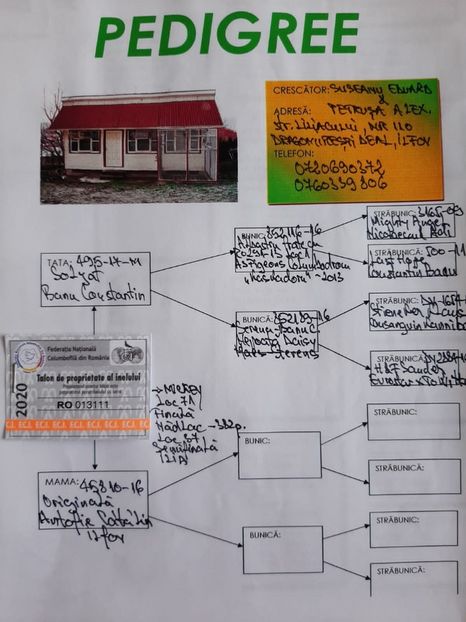 Columb-Transilvania-RO-013111-2020-pedigree - M Miky